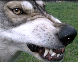 Naturally Pets Behaviour Training
