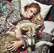 Watermill Wolves, British lupine dog, blis