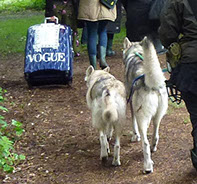 Watermill wolves, british lupine dog, blis