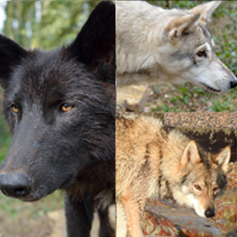 Mister Wolf, Watermill Wolves, British Lupine Dog, Blis, Gavin Hewitt