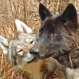Mister wolf, Summer, Watermill Wolves, British lupine Dog, Blis, 